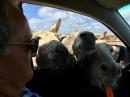 Donkey Sanctuary: as we drove into the sanctuary we were quickly surrounded, all scrambling for a carrot.